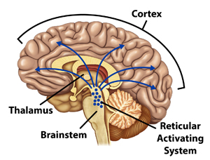 Brain Trauma, Concussion, and Coma: Figure 1