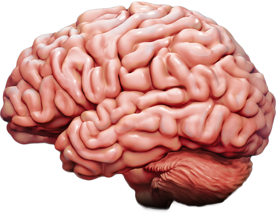 Brain Anatomy model simple Quiz