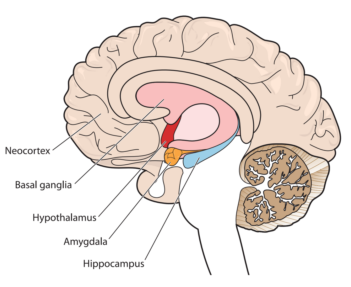 The neocortex is located at the front-most part of the brain. The basal ganglia are located at the center of the brain. The hypothalamus is located below the basal ganglia and right above the brain stem. The amygdala is located below the hypothalamus. The hippocampus is located directly to the right of the amygdala.