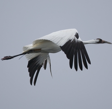 If the Whooping Crane Can ...