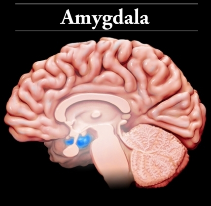 Amygdala