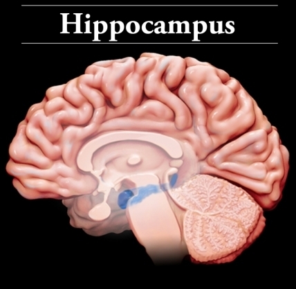 Hippocampus