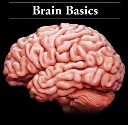 Brain Basics