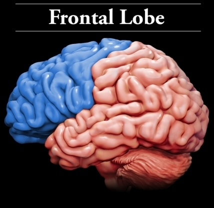 Prefrontal Cortex