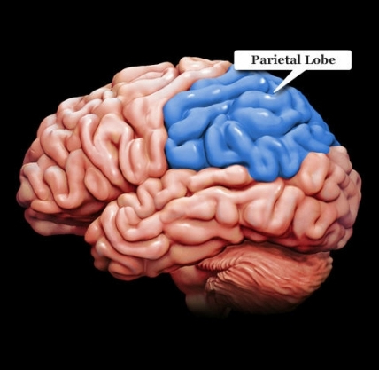 A Closer Look at the Brain A Closer Look at the Brain