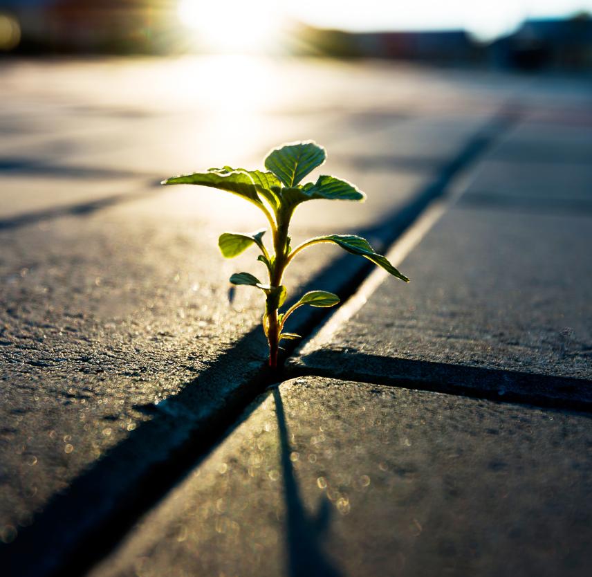 Post-Traumatic Growth: Growth Through Trauma Post-Traumatic Growth: Growth Through Trauma