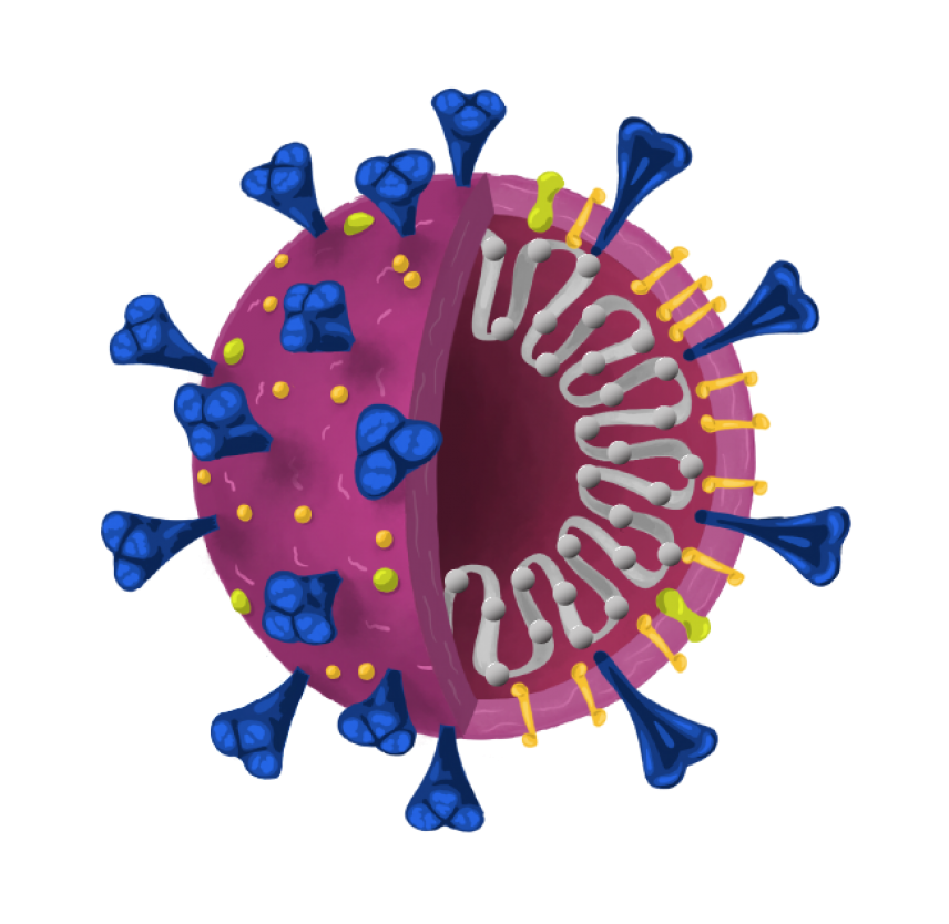 Effects of the Coronavirus (COVID-19) Pandemic on PTSD, single virion with no background