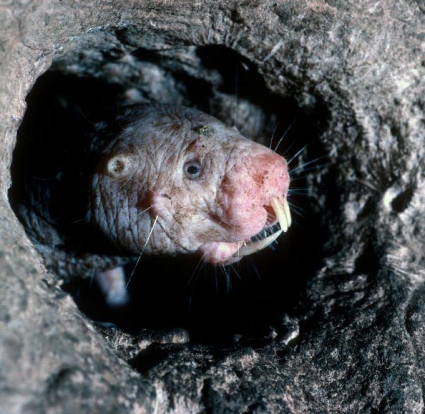 The head of a naked mole rat peeking out of a hole