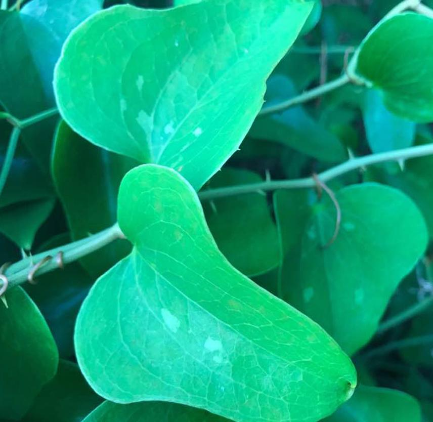 Untangling the Vine of TBI