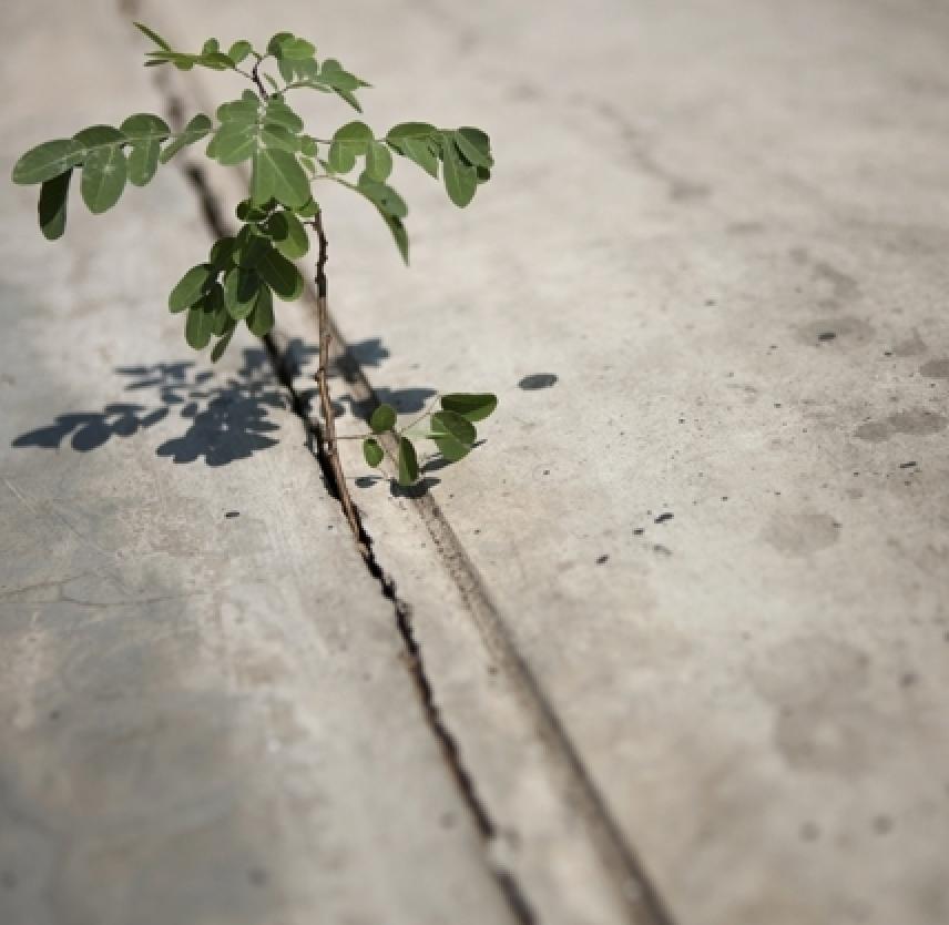 Resilience: The Bounce Back Factor