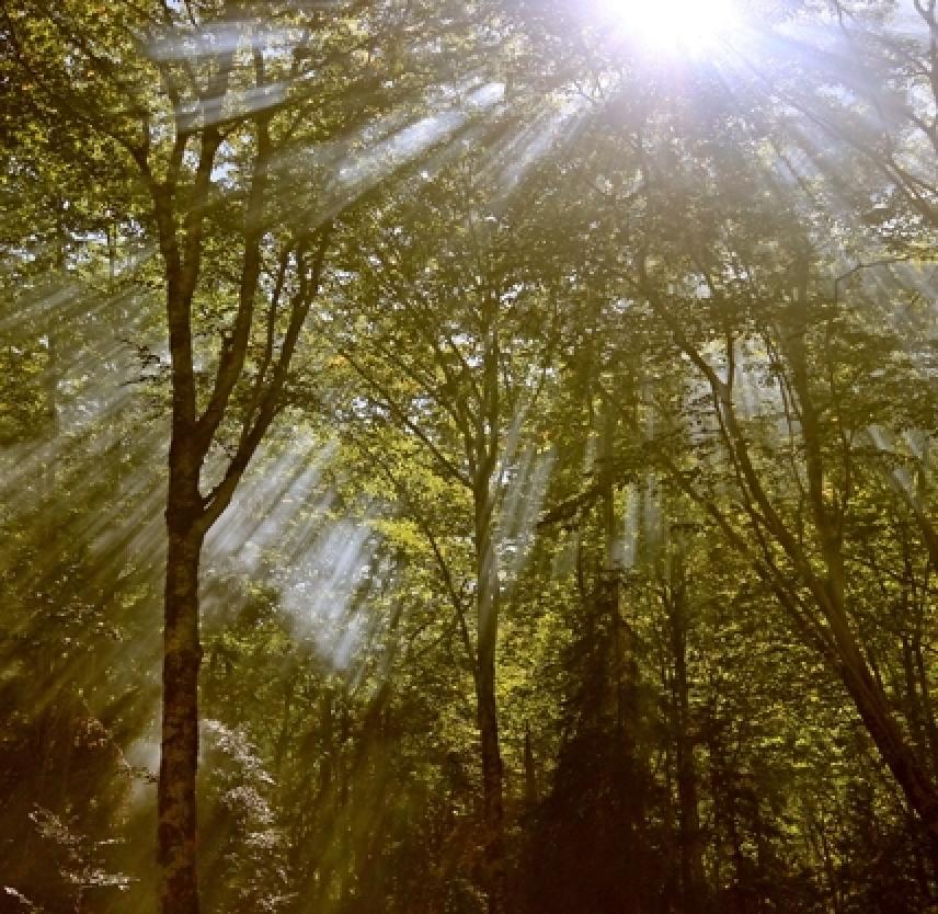 Understanding PTSD Treatment