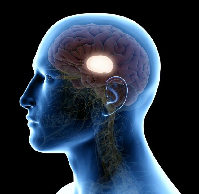 A digital drawing of a person's thalamus, lit up in the center of their brain.