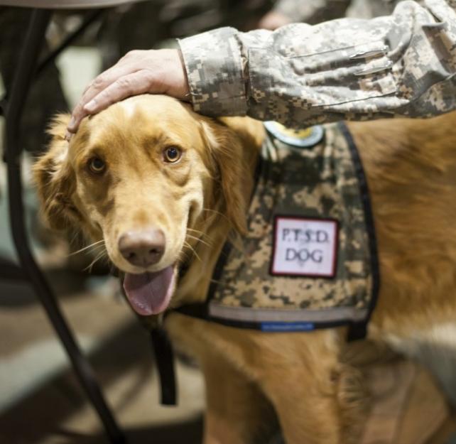 Photo of a blonde dog wearing a vest that reads, "PTSD Dog"