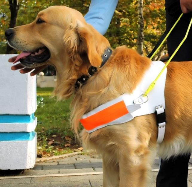 Ask the Expert: What the Disability Laws Say About Service Dogs