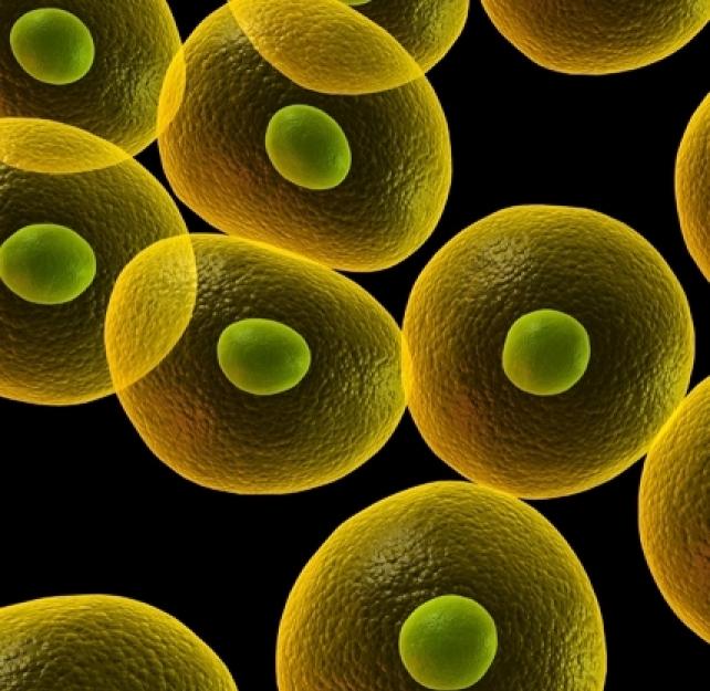 Cell Death Versus Cell Survival
