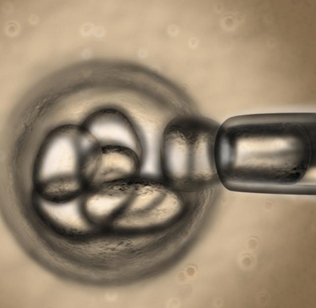 Understanding the Nuance of Stem Cells