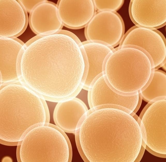 The Potential Impact of Current Brain Injury Research