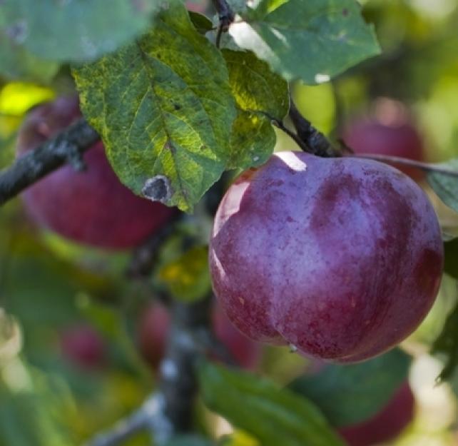 Dr. Jamshid Ghajar: Start with Low-Hanging Fruit in TBI Treatment