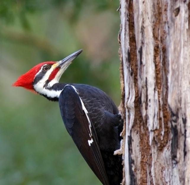 Dr. Jamshid Ghajar: Why Woodpeckers Don't Get Brain Injuries