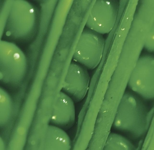 Nourish Your Noggin: Nutrition and Your Brain