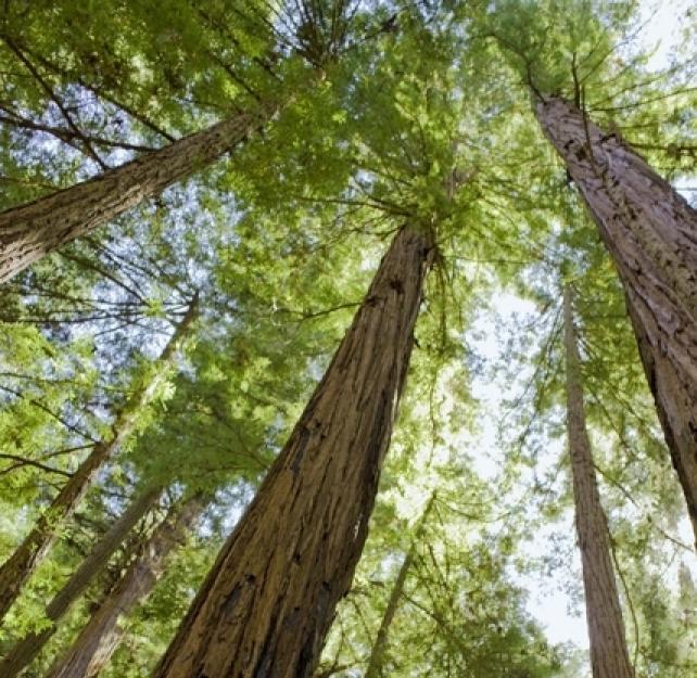 Helping Veterans with TBI and Combat Stress "Become People Again"