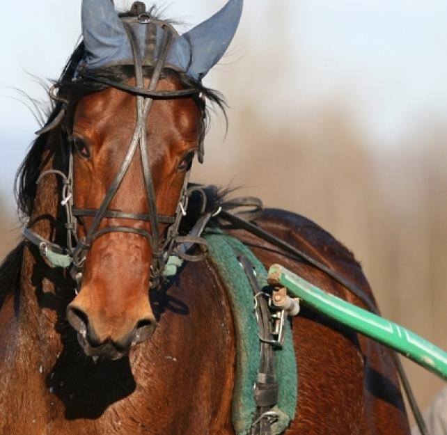 The NICoE's MRI Machine Is Their Workhorse Imaging Instrument