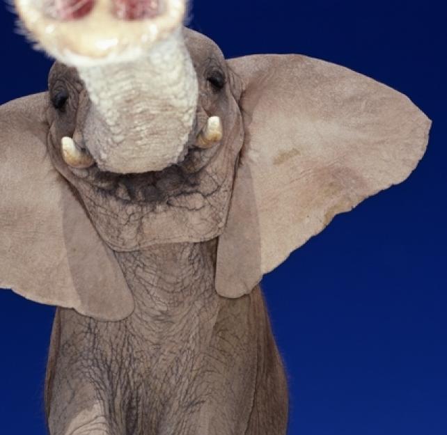 How Therapy After Brain Injury Can Help Identify the Elephant in the Room