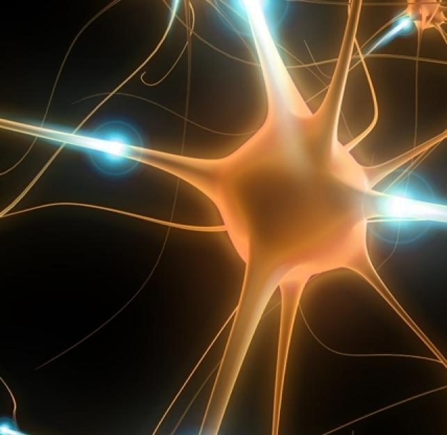 Understanding the Brain's Connectivity on Cellular and Mechanistic Levels