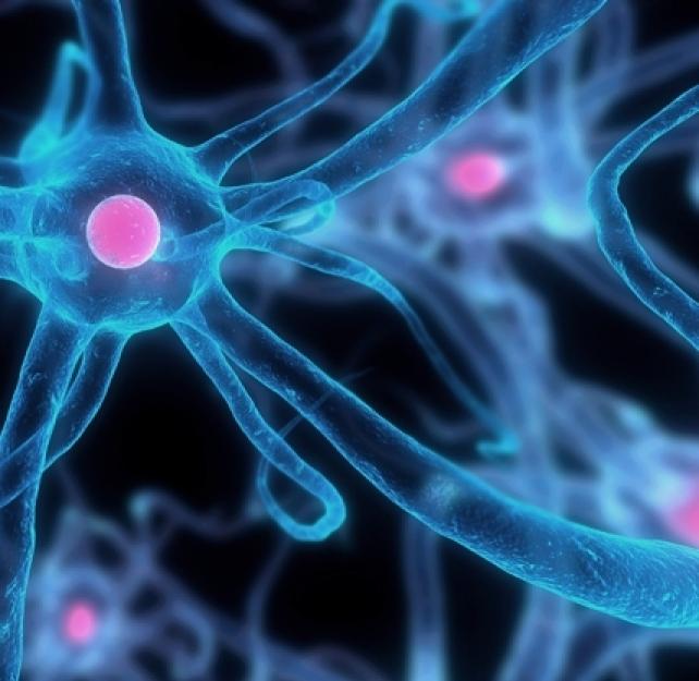 Continuous Connectivity Helps with the Brain's Neuroplasticity