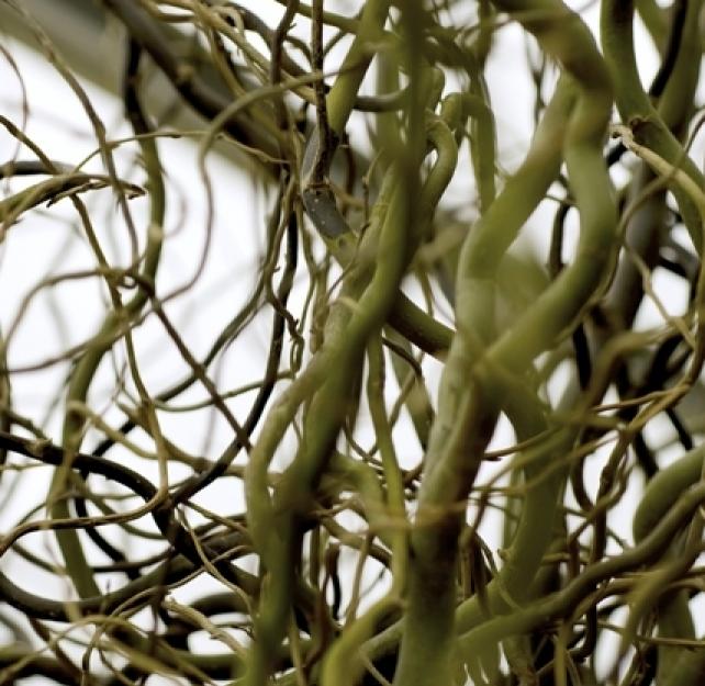 As a Psychologist, Do You Treat TBI and PTSD Together or Separately?