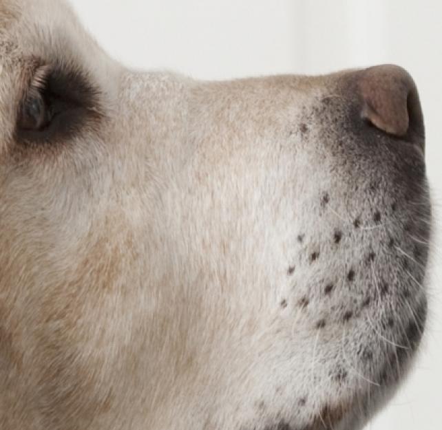 How Is a Therapy Dog Different from a Service Dog?