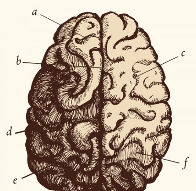 How Do You Explain the Anatomy and Physiology of a TBI?