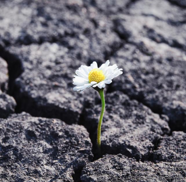 A small white flower blooms through a crack in asphalt