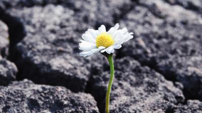 A small white flower blooms through a crack in asphalt